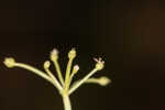 Carolina grasswort